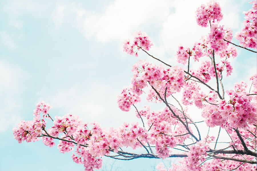 画像：青空と桜